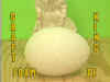 FOAM-AE.jpg (61276 bytes)
