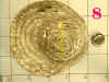 HAT-8.jpg (162718 bytes)